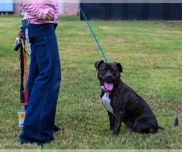 Medium Photo #5 American Bandogge mastiff Puppy For Sale in Glen Allen, VA, USA