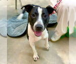 Small #5 Bull Terrier Mix