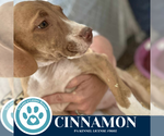 Small #1 Labrador Retriever Mix
