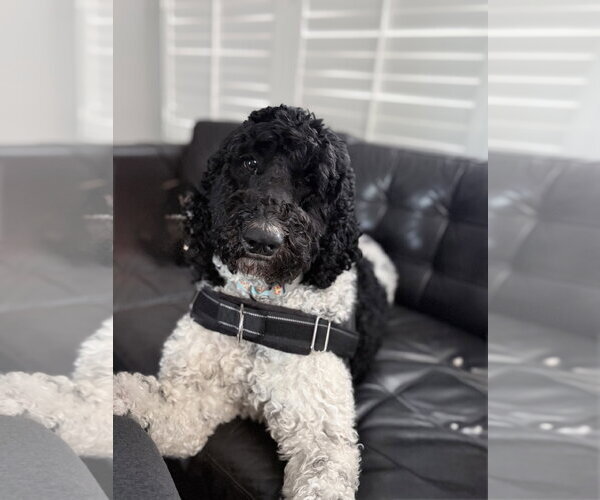 Medium Photo #2 Poodle (Standard) Puppy For Sale in Menifee, CA, USA
