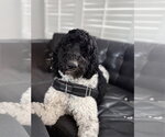 Small #1 Poodle (Standard)