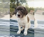 Small Photo #24 German Shorthaired Pointer Puppy For Sale in WOODLAND PARK, CO, USA