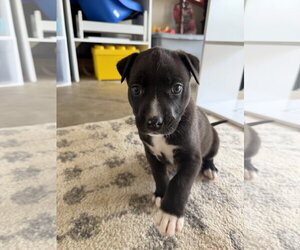 American Staffordshire Terrier-Unknown Mix Dogs for adoption in Holly Springs, NC, USA