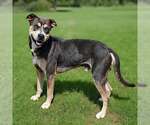Small #4 Mutt