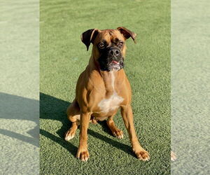 Boxer Dogs for adoption in Austin, TX, USA