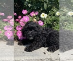 Small #6 Lhasa Apso-Poodle (Toy) Mix