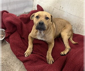 Mutt Dogs for adoption in San Bernardino, CA, USA