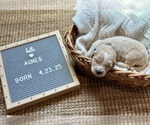 Small #9 Goldendoodle