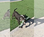 Small #1 American Pit Bull Terrier-American Staffordshire Terrier Mix