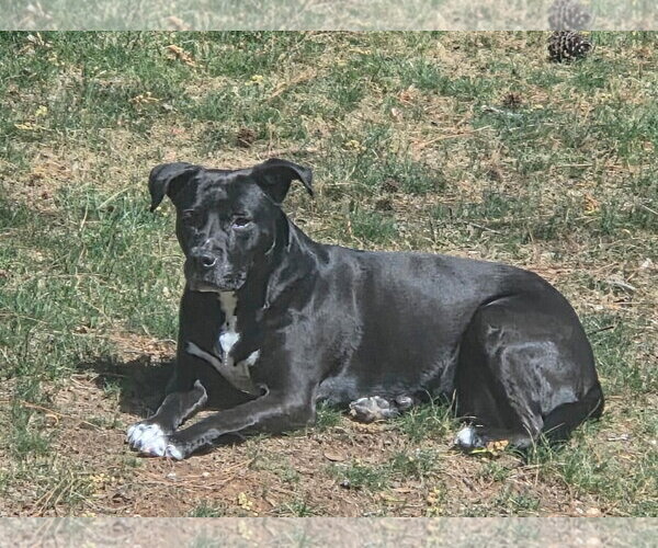 Medium Photo #2 Labrador Retriever-Unknown Mix Puppy For Sale in Cary, NC, USA