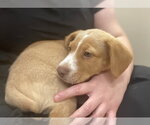 Small #2 Mutt