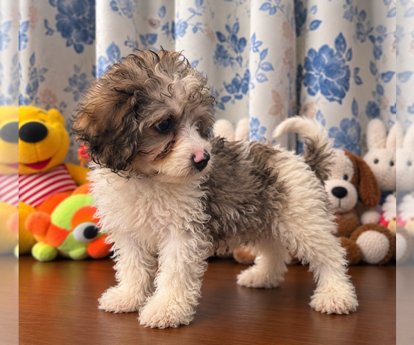 Medium Photo #16 Cockapoo (Miniature) Puppy For Sale in DURHAM, CT, USA