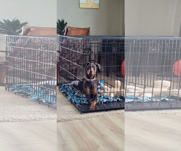 Medium Photo #9 Doberman Pinscher Puppy For Sale in Minneaoplis, MN, USA