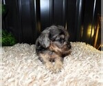 Small Photo #3 Cavapoo Puppy For Sale in CARLISLE, KY, USA
