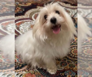 Father of the Maltese puppies born on 06/18/2026