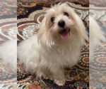 Small Photo #1 Maltese Puppy For Sale in SPARTANBURG, SC, USA