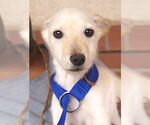 Small #2 Chihuahua Mix