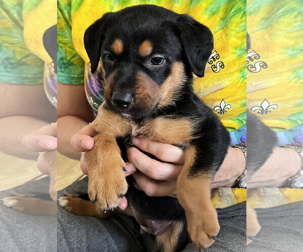 Medium Photo #2 Black and Tan Coonhound-Rottweiler Mix Puppy For Sale in Mooresville, NC, USA