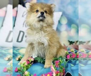 Pomeranian Puppy for sale in CINCINNATI, OH, USA