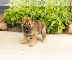 Small #1 Shiba Inu