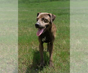 Trinity - Female Mutt Dog for Adoption - Photo #2