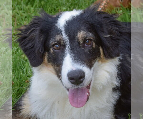 Medium Photo #5 Border-Aussie Puppy For Sale in Huntley, IL, USA