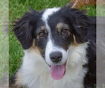 Small #4 Border-Aussie
