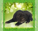 Puppy Biff Golden Mountain Dog