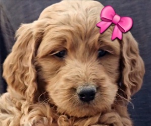 Goldendoodle Puppy for sale in EL PASO, TX, USA