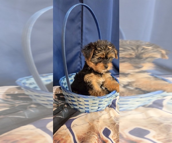 Medium Photo #17 Yorkshire Terrier Puppy For Sale in HUNTSVILLE, AL, USA