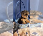 Small #16 Yorkshire Terrier