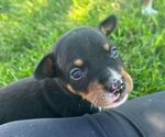 Small Photo #2 Rat Terrier Puppy For Sale in UNION, IA, USA