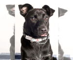 Small #3 Labrador Retriever Mix