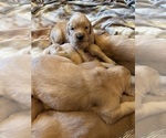 Small #6 Golden Retriever