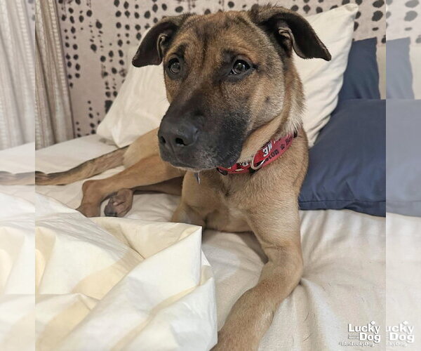 Medium Photo #9 Mutt Puppy For Sale in Washington, DC, USA