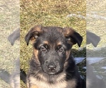 Small Photo #6 German Shepherd Dog Puppy For Sale in JEFFERSON, WI, USA