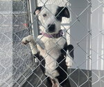 Small #4 Mutt