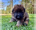 Small Photo #18 German Shepherd Dog Puppy For Sale in MARIPOSA, CA, USA