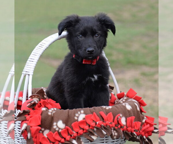 Medium Photo #3 German Shepherd Dog-Unknown Mix Puppy For Sale in Gretna, NE, USA
