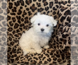 Maltese Puppy for Sale in NITRO, West Virginia USA