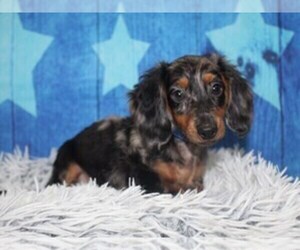 Dachshund Puppy for sale in HOUSTON, TX, USA