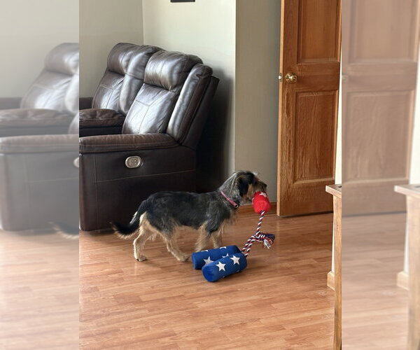 Medium Photo #7 Mutt Puppy For Sale in Aurora, IN, USA