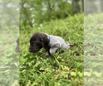 Small #31 German Shorthaired Pointer