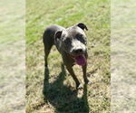 Small #2 American Pit Bull Terrier Mix