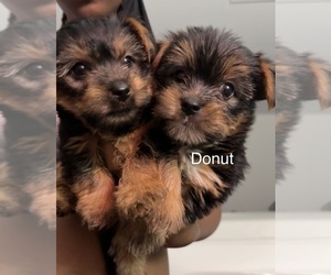 Yorkshire Terrier Puppy for Sale in KATY, Texas USA