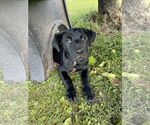 Small Labrador Retriever-Staffordshire Bull Terrier Mix