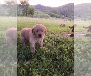 Golden Retriever Puppy for sale in COON VALLEY, WI, USA