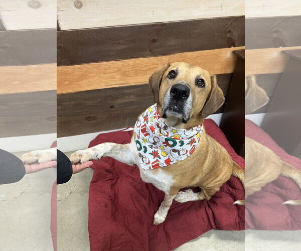 Medium Photo #6 Labrador Retriever-Unknown Mix Puppy For Sale in Rockaway, NJ, USA