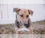 Small #15 Beagle-Collie Mix