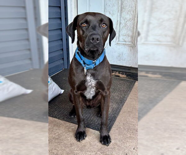 Medium Photo #5 Boxador Puppy For Sale in Minneapolis, MN, USA